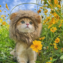 Load image into Gallery viewer, Funny Lion Cat Hat
