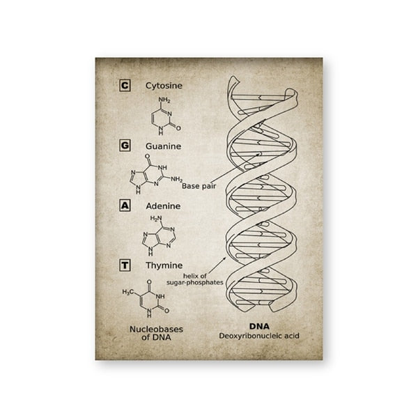 DNA and RNA Genetic Code Wall Art Canvas Painting Prints Genetics Biochemistry Student Gift Vintage Posters Science Wall Decor