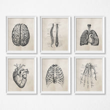 Load image into Gallery viewer, Human Anatomy Science Vintage Posters Art Prints , Medical Anatomy Canvas Painting Medical Doctor Clinic Wall Pictures Decor
