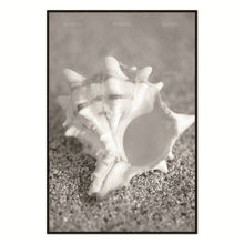 Load image into Gallery viewer, Conch Beach Nordic Abstract Natural Wall Pictures Living Room Art Decoration Pictures Scandinavian Canvas Painting No Frame
