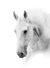 Load image into Gallery viewer, New White Horse Canvas Painting Animal Poster and Print Nordic Wall Art Pictures for Office Living Room Home Decoration Unframed
