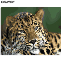 Load image into Gallery viewer, DRAWJOY Framed Animal Leopard DIY Painting By Numbers On Canvas Painting And Calligraphy Wall Art For Home Decor 40x50
