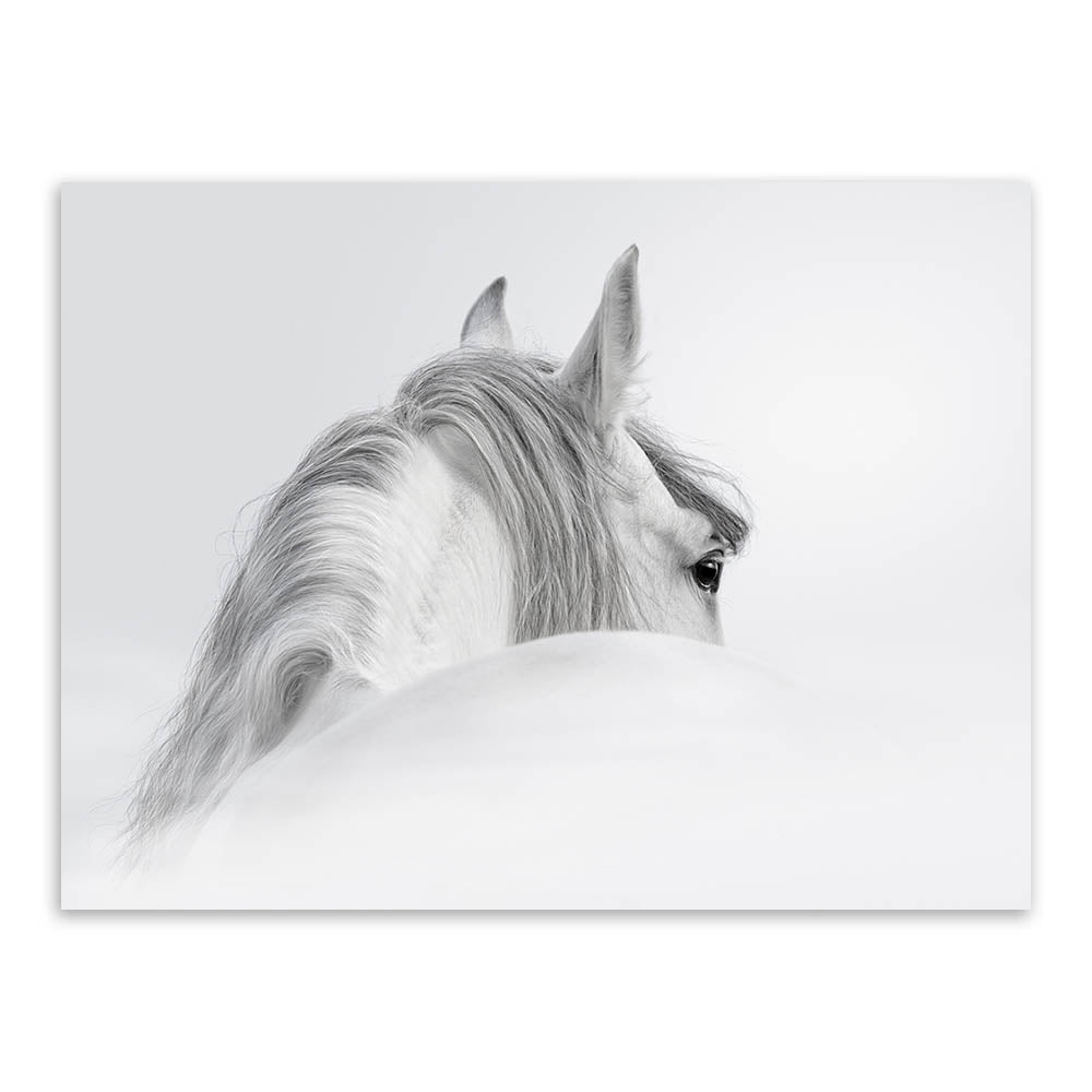 Wild Animals White Horse Head Large Canvas Art Print Poster Wall Picture Living Room Modern Nordic Home Decor Paintings No Frame